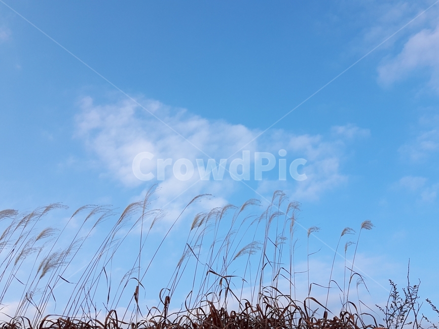 갈대,자연,하늘,풍경,가을,sky,구름,자연,풍경,nature,landscape,plant,식물,grass,잔디,lawn,reed