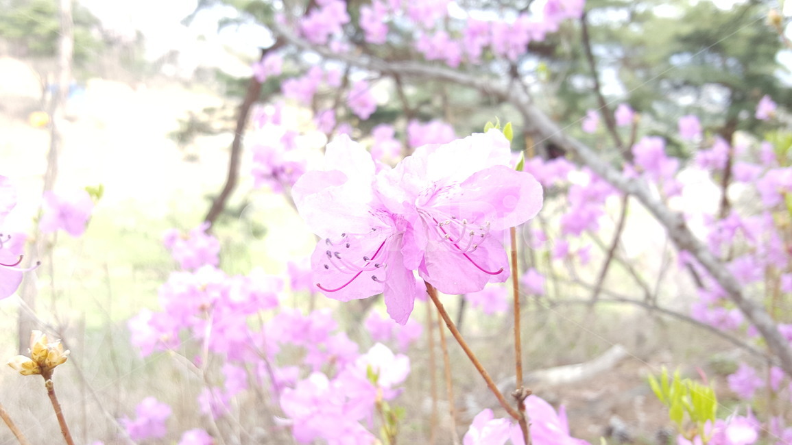 blossom,꽃,색채,봄,진달래,봄꽃,spring,feeling,감성,따뜻한,색감,cherryblossom,계절,봄날,나무,tree,season,자연,분홍,plant,sensible,color,감성사진,flower,식물,자연,plants,nature,꽃,flower