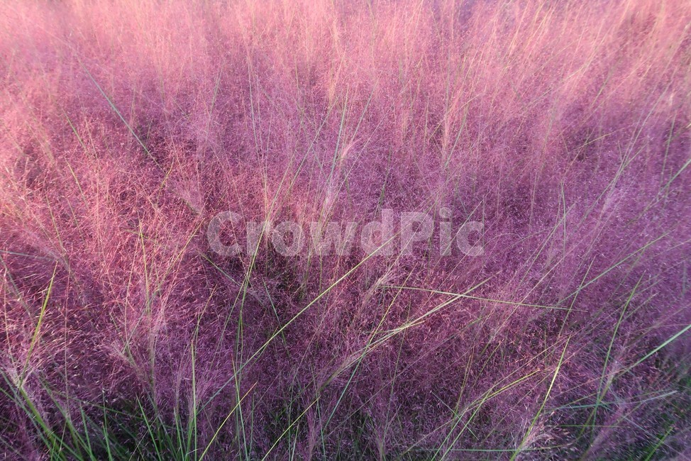 경주,핑크,핑크뮬리,분홍,pink,pinkmuli,pinkmuhly,가을,fall,autumn,색감,color,가을,계절,fall,autumn,season,식물,자연,plants,nature,bush,부시,vegetation,초목,plant,grass,잔디
