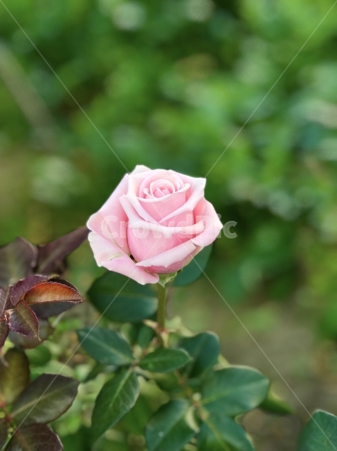 장미,식물,흐림,가을,봄,식물,자연,plants,nature,꽃,flower