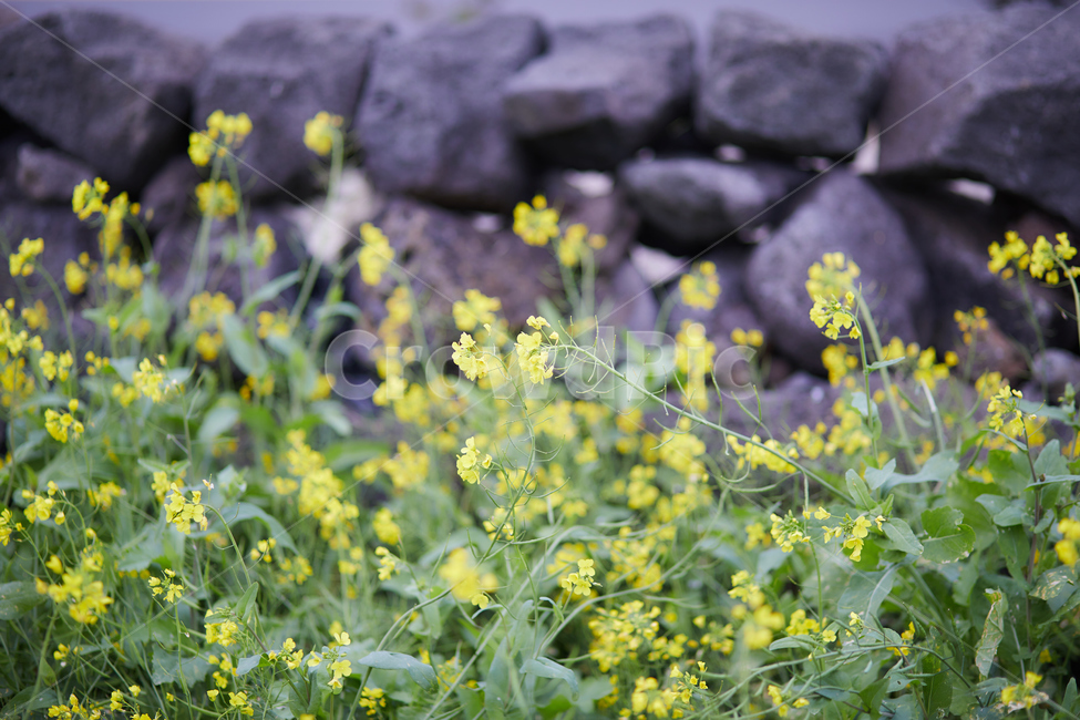 plant,식물,제주도,겨울,유채꽃,자연,옥외,nature,outdoors,꽃,노란꽃,감성,분위기