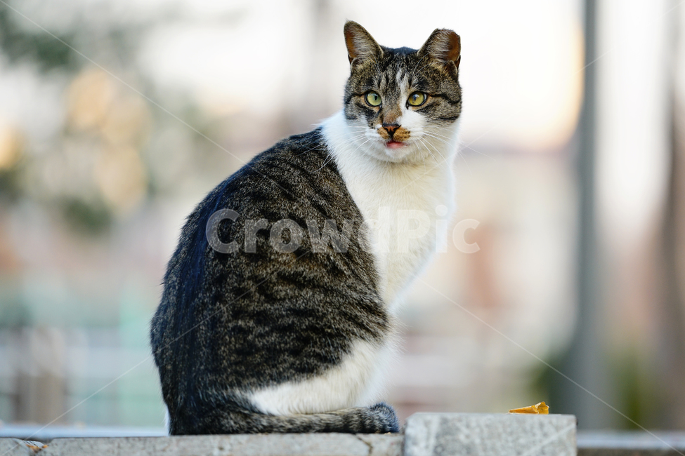 고양이,길고양이,길냥이,야옹이,냐옹이,냥냥이,반려묘,애완묘,반려동물,애완동물,야생동물,펫,캣,mammal,animal,pet,cat,동물,animal,포유류,mammal,고양이,cat,kitten,kitty