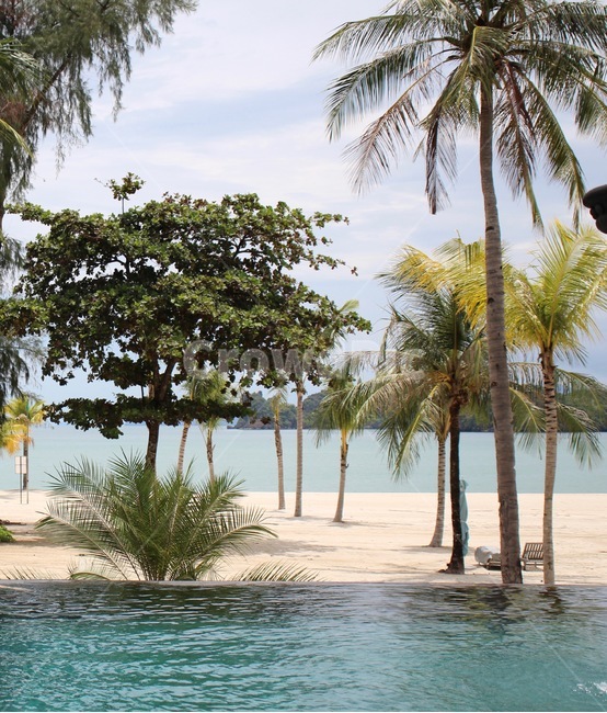 수영,수영장,나무,자연,여름,summer,tropical,swim,tree,plant