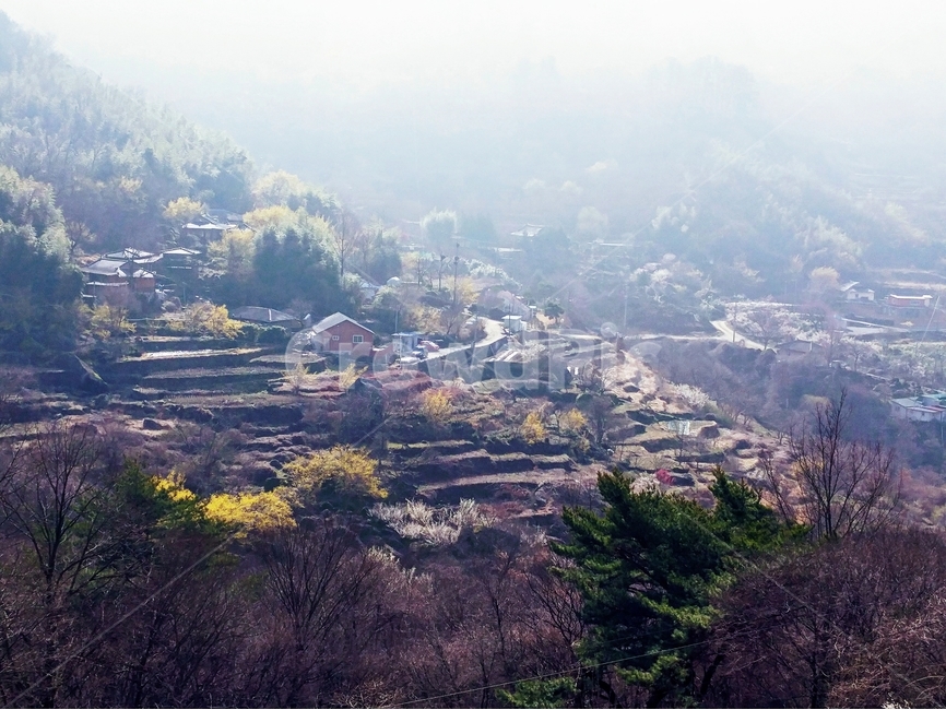 봄,산수유,마을,구례,토지면,봄,계절,spring,season,자연,풍경,nature,landscape,한국자연풍경,한국자연경관,korea nature landscape,시골,마을,country,rural,town,한국전통,한국문화,korean traditional,korean culture,outdoors,옥외,경치,scenery,aerial view,조감도