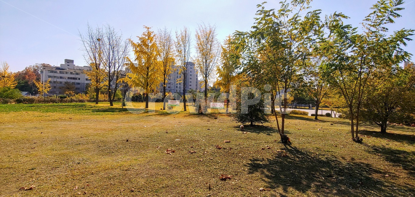 tree,나무,plant,식물,들,가을