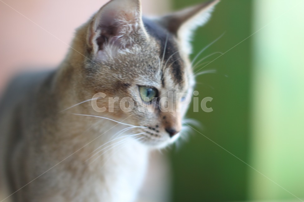 고양이,냥이,귀여움,집냥이,동물,반려묘,동물,animal,포유류,mammal,고양이,cat,kitten,kitty