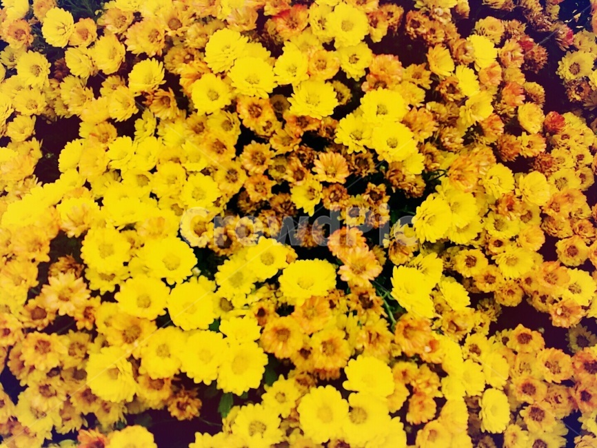 노란들국화,산국화,들국화,노랑색국화,들국화만개,식물,자연,plants,nature,꽃,flower