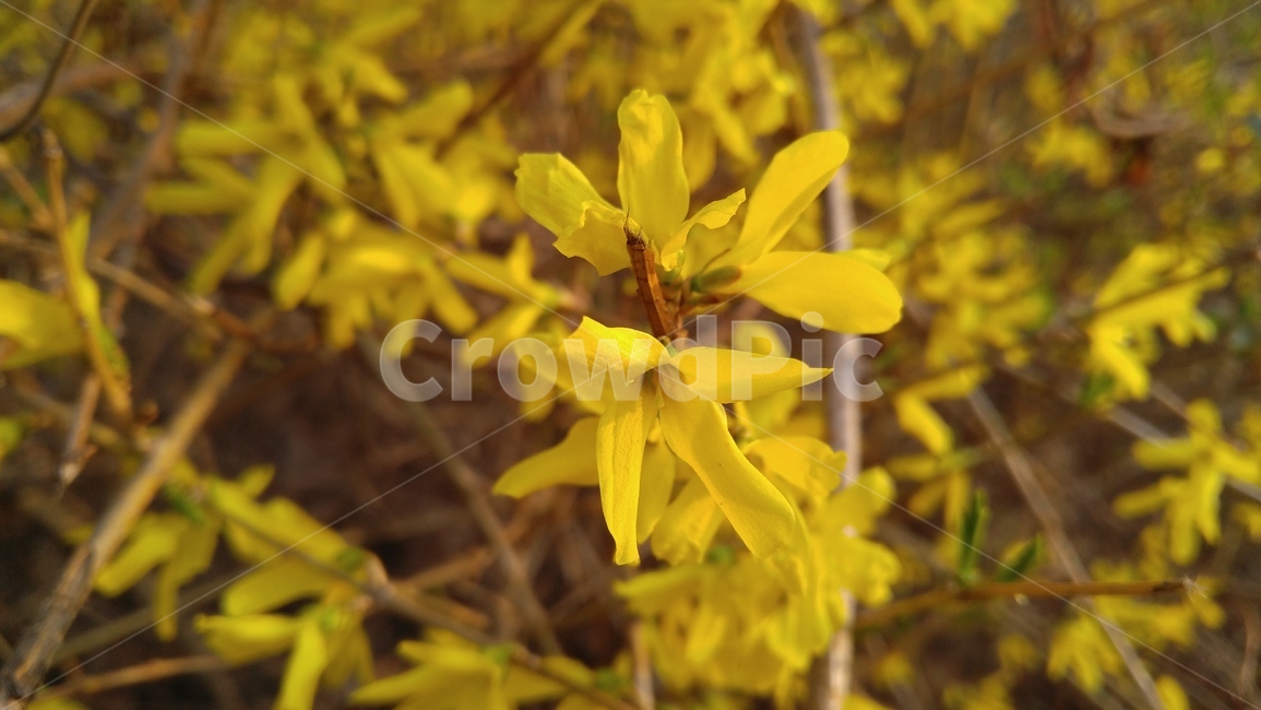 개나리,개나리꽃,노란꽃,꽃,노란색,봄,배경,감성,forsythia,cannaryflower,yellowflower,yellow,spring,background,emotional