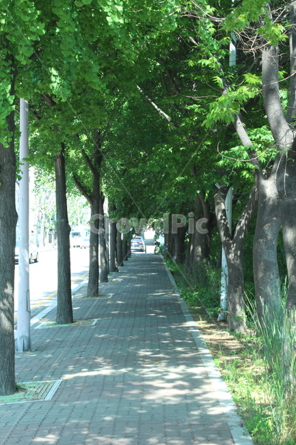 가로수길,도보,산책로,인도,그늘진골목
