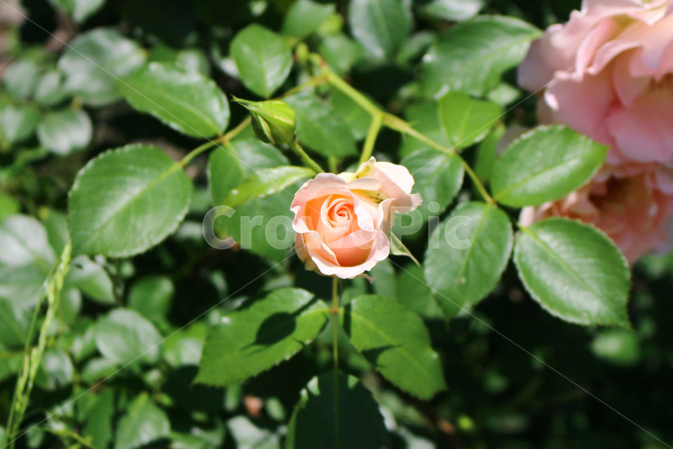 꽃,장미,하얀장미,감성사진,여름,5월,흰색,flower,rose,풍경,풍경사진,자연,식물,자연,plants,nature,꽃,flower