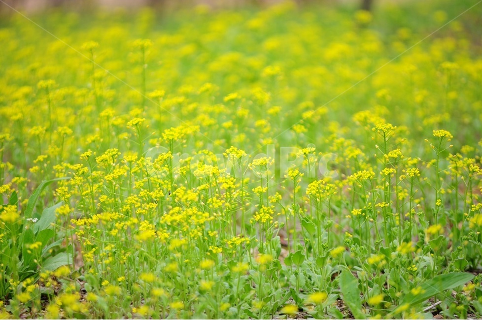 감성,냉이꽃,노랑병아리,감성사진,연두빛,봄,계절,spring,season,식물,자연,plants,nature,꽃,flower,감성,sensible,feeling,field,들