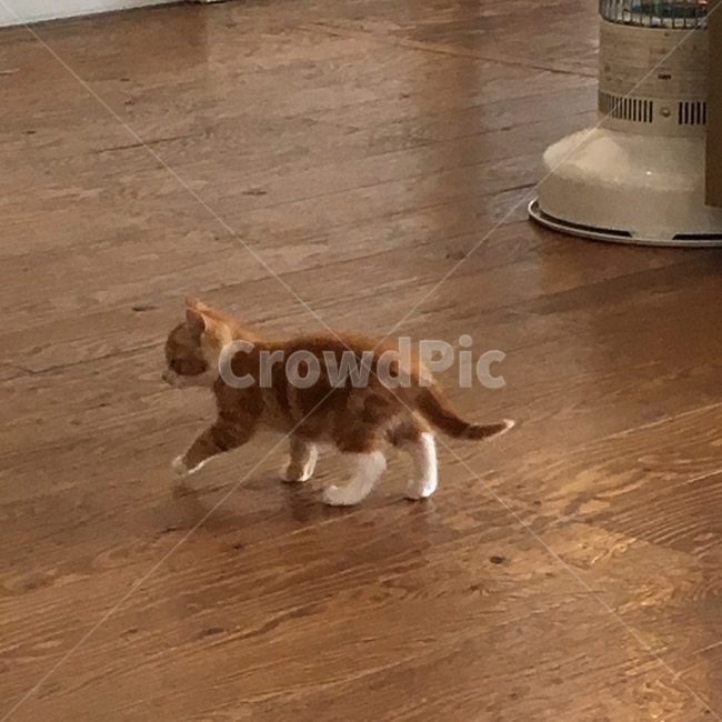 고양이,냥이,야옹이,길냥이,길묘,아기고양이,귀여움,귀여워,뽀시래기,젤리,집사,cat,kitty,kitten,babycat,cutie,cute,animal,동물,animal,포유류,mammal,고양이,cat,kitten,kitty
