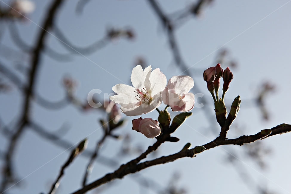벗꽃,벗나무,꽃,봄꽃,벗꽃잎,꽃잎,식물,자연,공원,식물,자연,plants,nature,꽃,flower