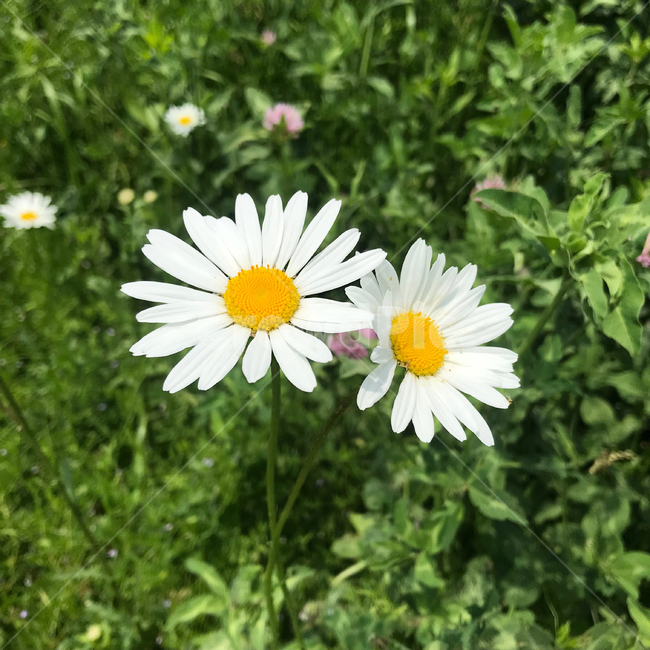 구절초,flower,꽃,식물,데이지,식물,자연,plants,nature,꽃,flower
