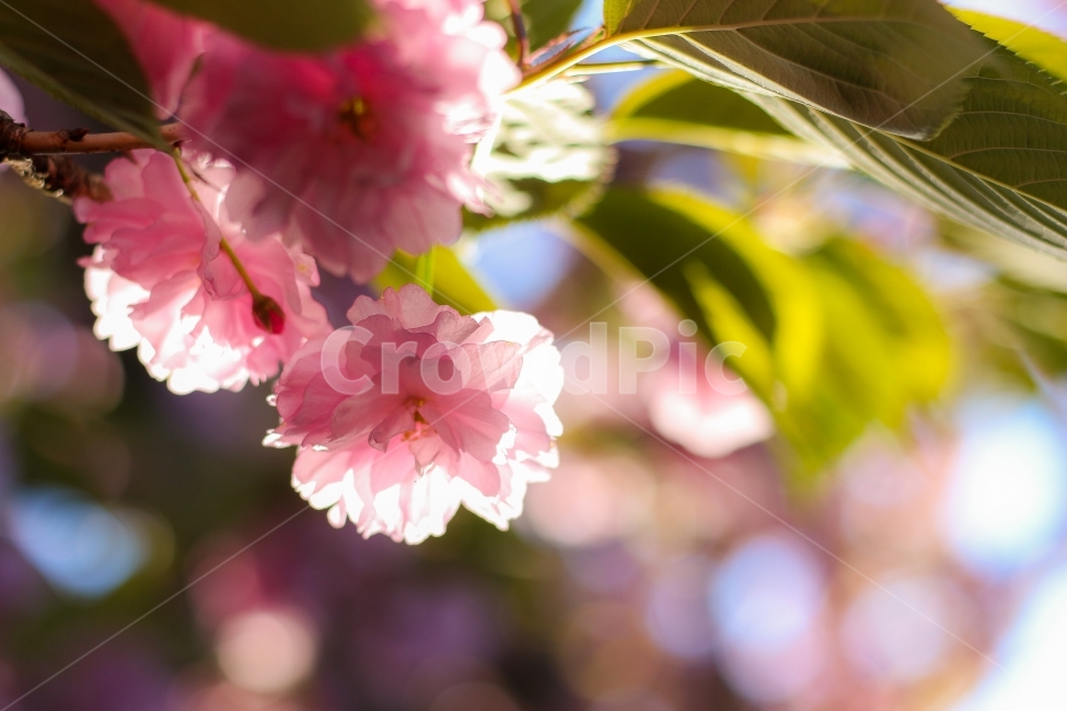 꽃,식물,봄,벚꽃,감성사진,자연풍경,겹벚꽃,자연,감성,단렌즈,아웃포커싱,spring,flower,봄,계절,spring,season,식물,자연,plants,nature,꽃,flower,plant