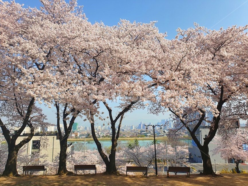 봄,sping,벚꽃,cherryblossom,벚꽃나무,sky,lake,수성못,계절,의자,식물,plant,풍경,water,물,하늘,chairs,배경,옥외,outdoors,wallpaper,자연,nature,landscape