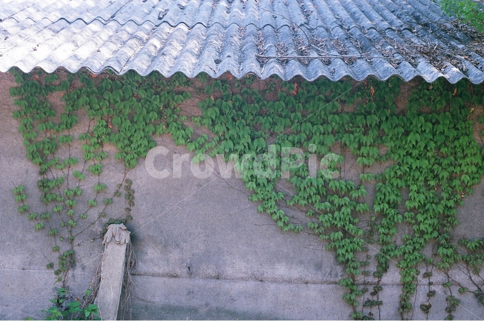시골,풀,벽,필름,필름사진,필름카메라,시골,마을,풍경,landscape,country,rural,town,건축물,건물외관,exterior,building,structure,architecture,construction