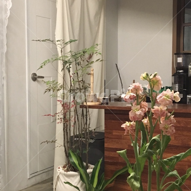 꽃,가정장식,homedecor,식물,plant,감성,flower