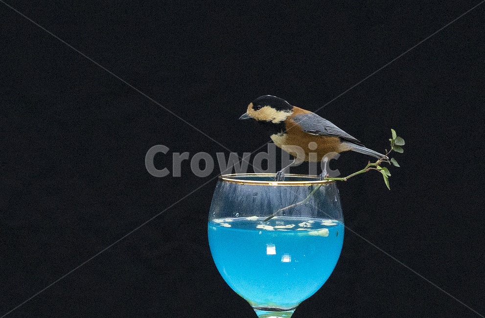 동물,새,bird,조류,딱새,박새,동물,animal,조류,새,birds