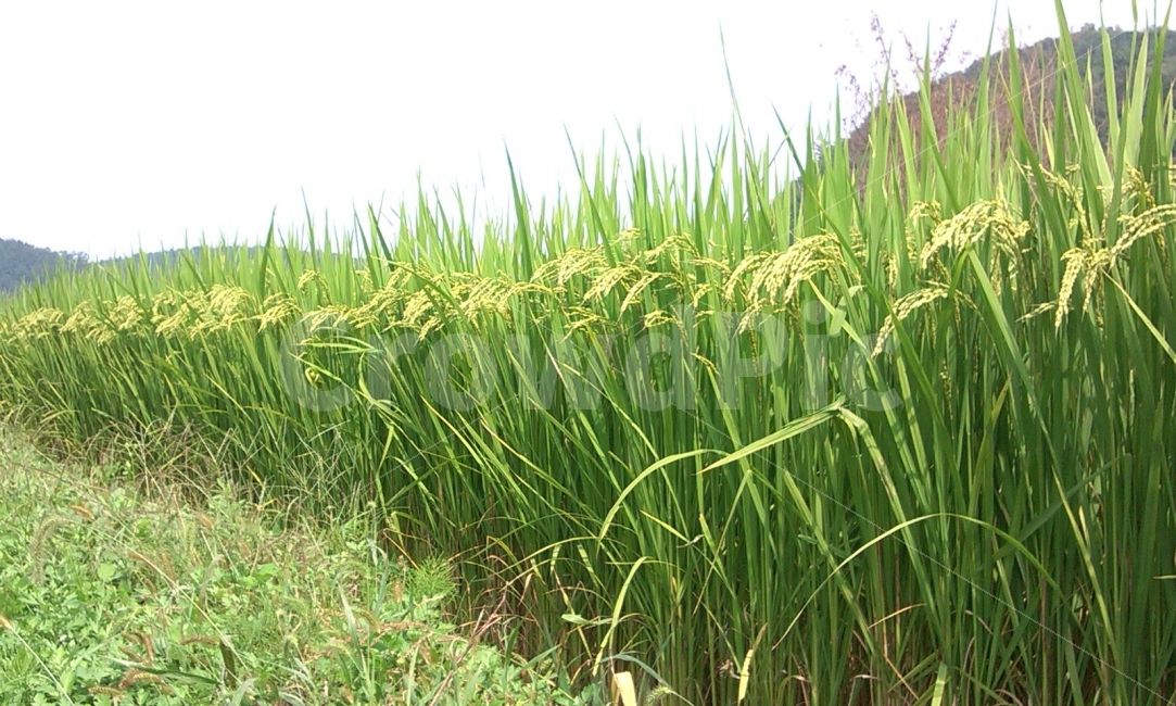 논,벼,쌀,들판,가을,자연,농촌,시골,식물,자연,plants,nature,산업,industry,industrial,농업,농사,agriculture,farming,farming industry