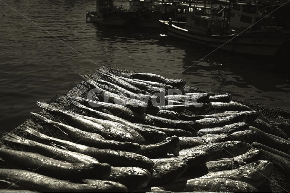 생선,물고기,어촌,항구,감성,음식,식재료,요리,food,cook,meal,dishes,food reserves,수산물,해산물,fishery products,seafood,산업,industry,industrial,어업,fishery,fishing industry