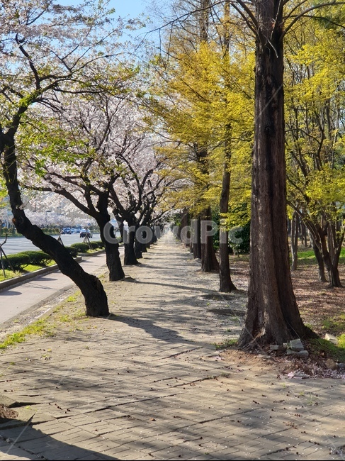 봄,나무,가로수,벚꽃,인도,자연,풍경,nature,landscape,tree,tree trunk,나무 줄기,plant,식물