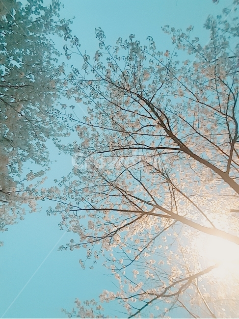 봄,벚꽃,밤,가로등,하늘