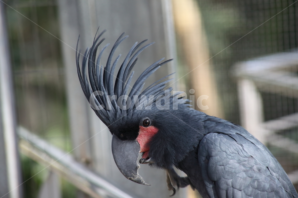 야자잎검은유황앵무새,앵무,팜코카투,palmcockatoo,proboscigeraterrimus,앵무새,동물,animal,조류,새,birds