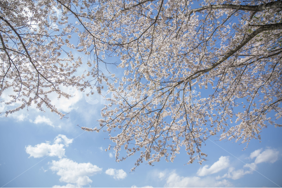 봄,꽃,벚꽃,봄꽃,하늘,봄,계절,spring,season,식물,자연,plants,nature,꽃,flower,plant
