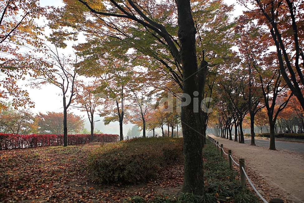 단풍나무,단풍,잎,낙엽,식물,자연,풍경,공원,풀,잡초,가을,늦가을,가을,계절,fall,autumn,season,자연,풍경,nature,landscape,tree,나무,tree trunk,나무 줄기,plant
