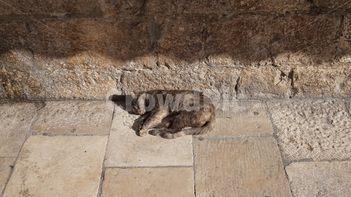 고양이,길고양이,귀여움,고양,냥냥,동물,동물,animal,포유류,mammal,고양이,cat,kitten,kitty
