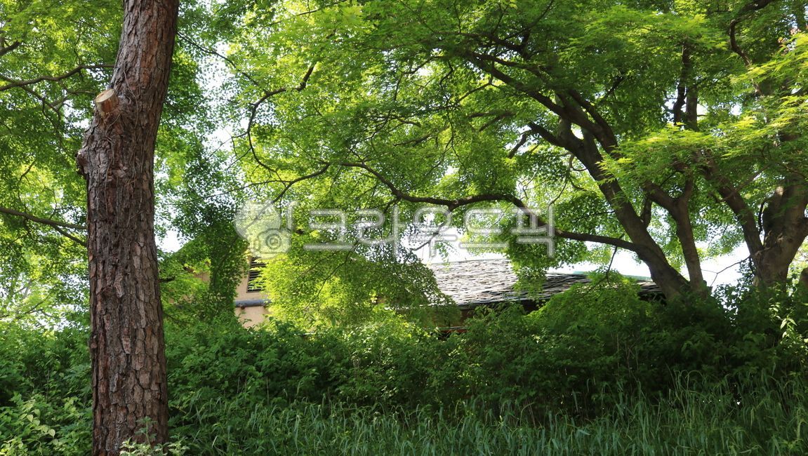 old fashioned,colony,Robust,made in japan,tree,Youngchun Lees house,Japanese building,house,building,cultural festival,Japanese style,outdoors,plant,garden,stability