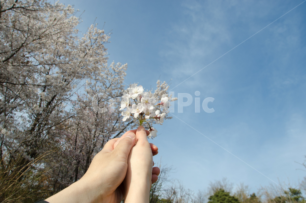 커플,벚꽃,손,봄,하늘,계절,꽃잎,개화,분기,나무,배경,아름다움,꽃,자연,여자,남자,사랑,컨셉,남성,여성,아름다운