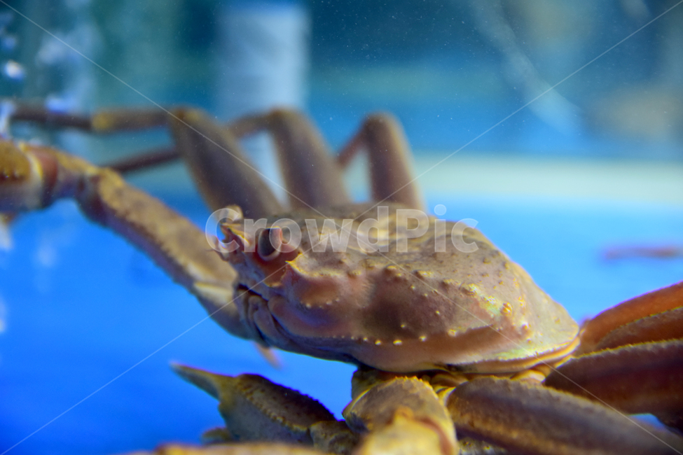 게,생게,해산물,식재료,수족관,게눈,게다리,crab,seafood,foodmaterial,aquarium,수산물,해산물,fishery products,seafood