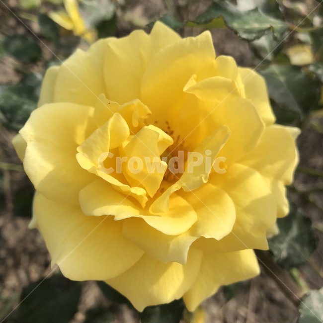 장미,장미과,노란장미,yellowrose,rose,식물,자연,plants,nature,꽃,flower