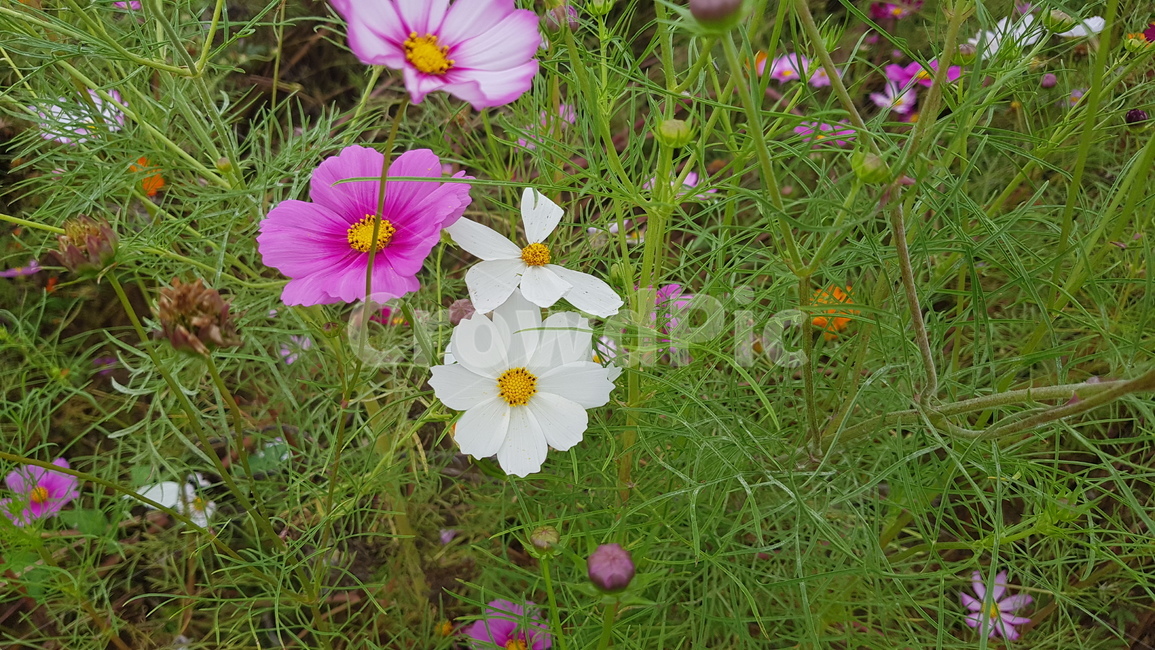 plant,geranium,flower,제라늄,blossom,김천,코스모스,꽃밭,야외,식물,꽃,풍경