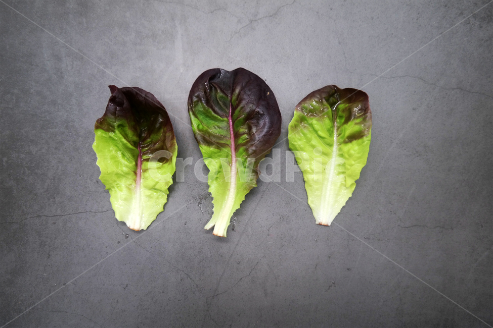채식,채식주의자,야채,채소,식물,건강,샐러드,상추,채소,야채,vegetables