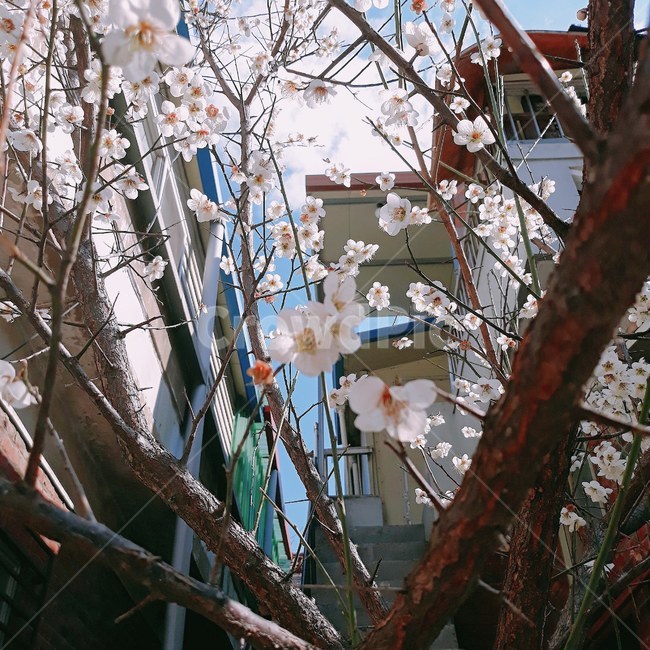 나무,plant,flower,벚꽃,주택가,골목,골목길,골목길나무