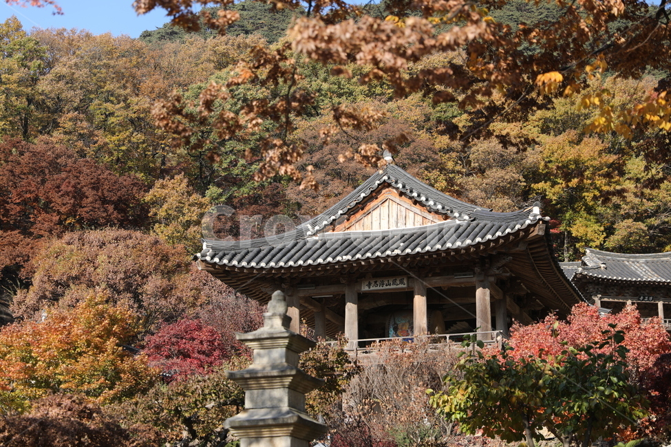 절,전통,한국건축,부석사,가을,가을나무,가을풍경,가을부석사,단풍나무,숲,산속,석탑,기와