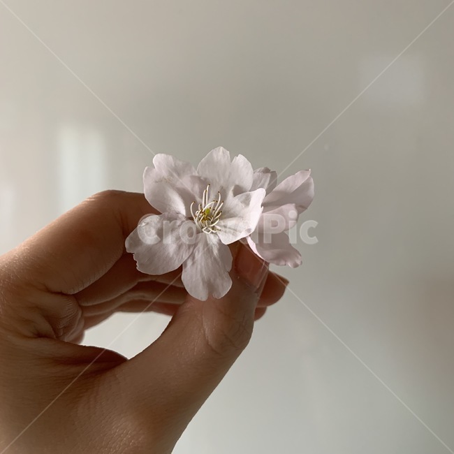 봄,계절,꽃,flower,벚꽃,아름다운,네일,손,감성사진