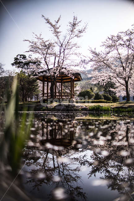 경북,경주,벚꽃,산림환경연구원,반영,봄,계절,spring,season,자연,풍경,nature,landscape,한국자연풍경,한국자연경관,korea nature landscape