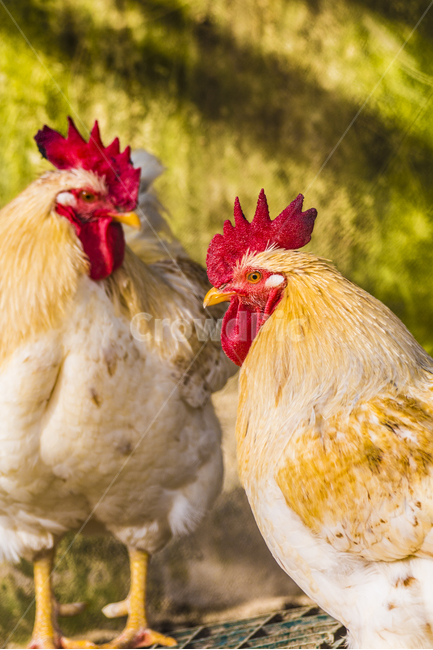 동물,닭,토종닭,수탉,새,조류,부리,가축,닭띠,동물,animal,조류,새,birds