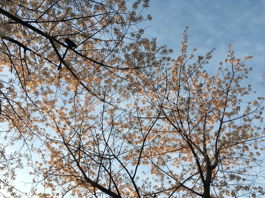 벚꽃,cherryblossoms,spring,봄,꽃