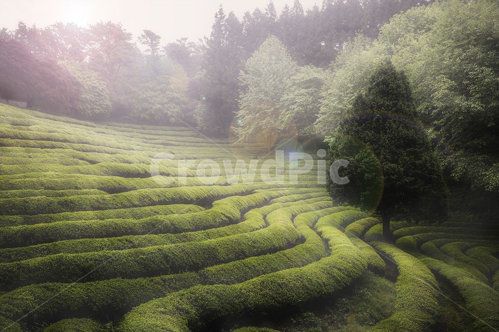 빛내림,녹차밭,보성녹차,녹차밭일출,녹차,초록잎,차,자연,풍경,nature,landscape,한국자연풍경,한국자연경관,korea nature landscape