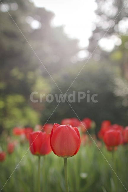 꽃,꽃사진,튤립,빨간색,풀,식물,식물원,plants,tulip,red,식물,자연,plants,nature,봄,계절,spring,season,꽃,flower,plant