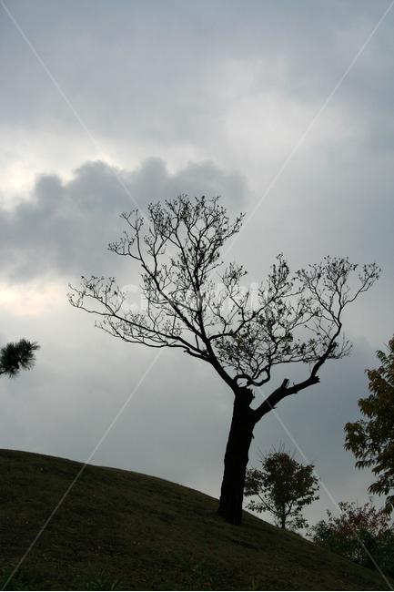 나무,그림자,하늘,구름,고독,가을,plants,nature,가을,계절,fall,autumn,season,식물,자연,plants,nature,나무,trees,wood,tree,plant,tree trunk,나무 줄기