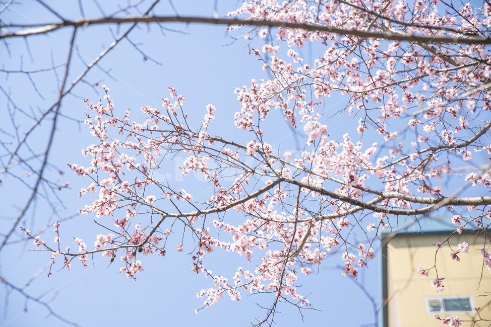 벚꽃,벚나무,봄,봄꽃,꽃,꽃나무,plant,식물,flower,blossom,cherryblossom,식물,자연,plants,nature,꽃,flower