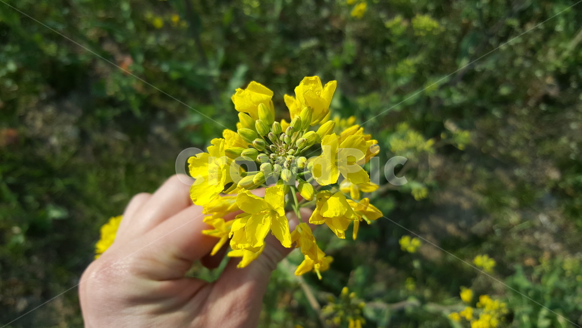 유채꽃,유채식물,한국자연풍경,봄,꽃,spring,flower,Rapeflower,nature