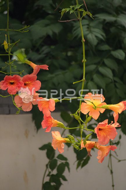 trumpetflower,능소화,여름꽃,꽃,flower,orangecolor