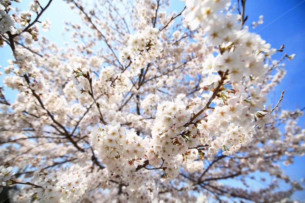 벚꽃,CHERRYblossoms,봄,꽃,초광각,하늘,맑은,화창,빛,선명,봄,계절,spring,season,식물,자연,plants,nature,꽃,flower,plant,blossom